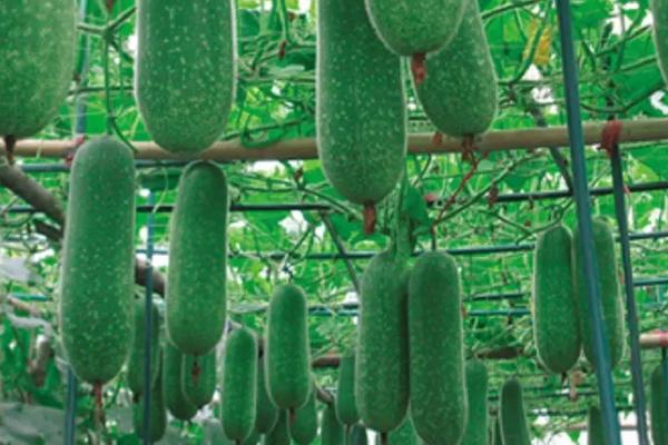 节瓜的亩产量,通常为3500公斤左右