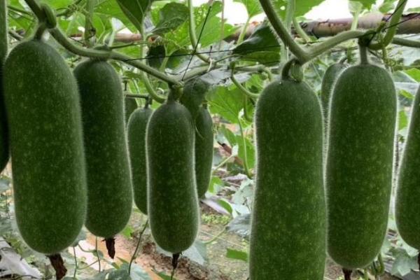 节瓜的亩产量,通常为3500公斤左右
