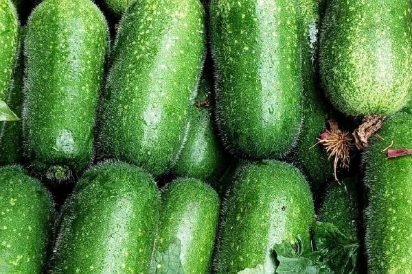 节瓜的亩产量,通常为3500公斤左右