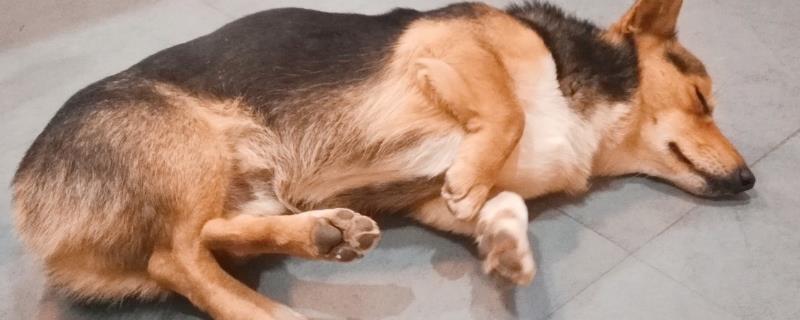 狗狗抽搐是怎么回事