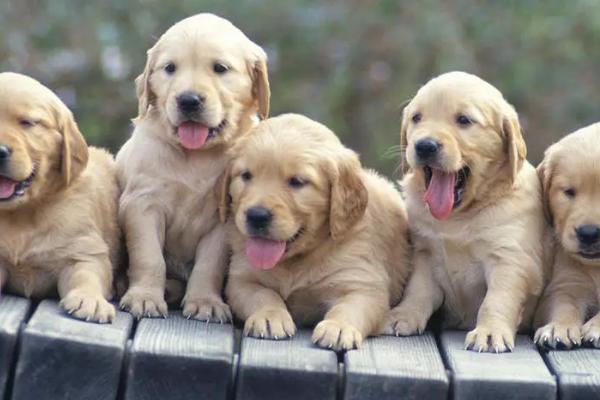 狗狗抽搐是怎么回事,缺钙、癫痫、犬瘟等都会导致