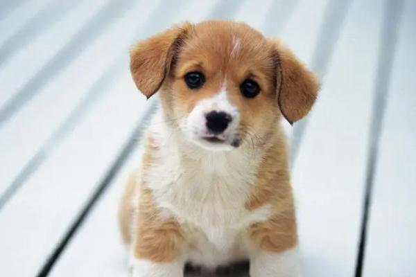 狗狗抽搐是怎么回事,缺钙、癫痫、犬瘟等都会导致