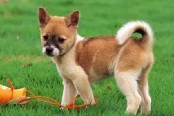 狗狗抽搐是怎么回事,缺钙、癫痫、犬瘟等都会导致