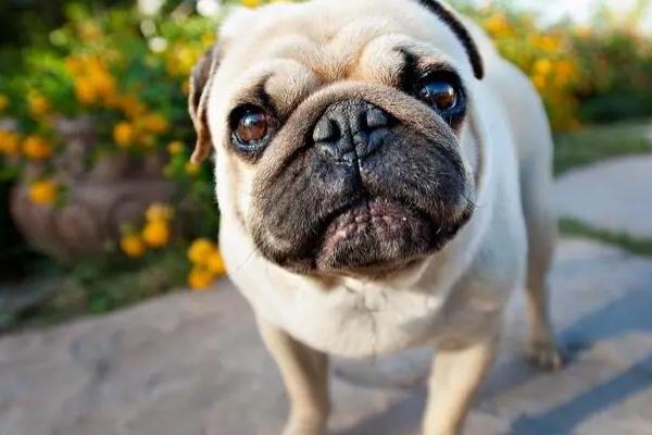 狗狗抽搐是怎么回事,缺钙、癫痫、犬瘟等都会导致