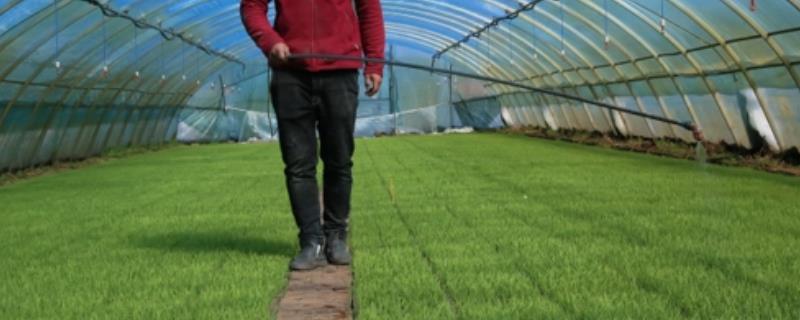 水稻秧田化学除草方式