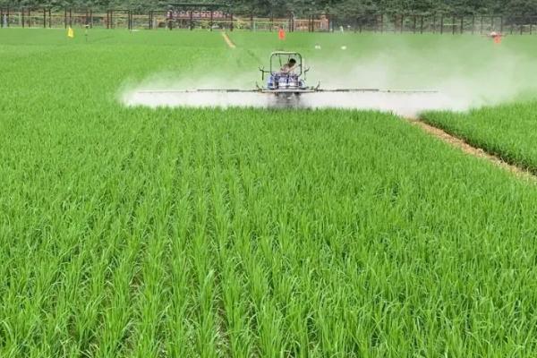 水稻秧田化学除草方式,使用恰当能省工、省力、效果好