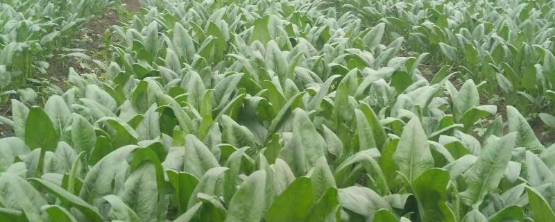 秋冬季菠菜种植技术