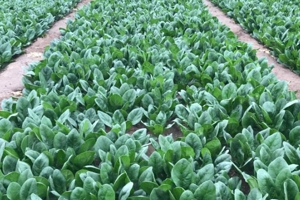 秋冬季菠菜种植技术,秋菠菜8月下旬至9月上旬播种