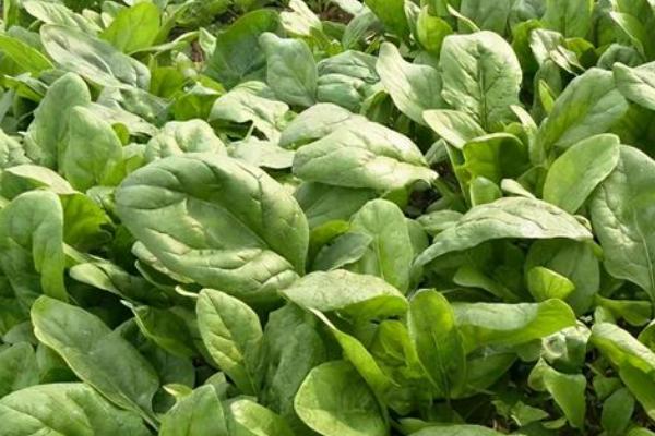 秋冬季菠菜种植技术,秋菠菜8月下旬至9月上旬播种