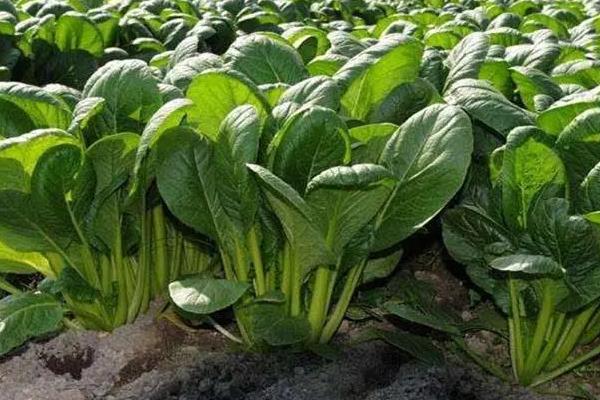 秋冬季菠菜种植技术,秋菠菜8月下旬至9月上旬播种