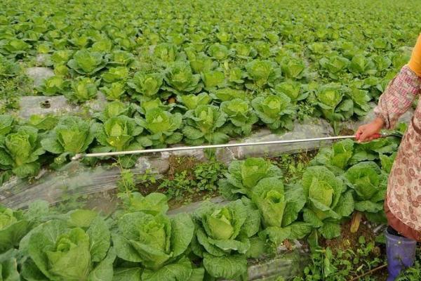 如何根据白菜的生长期进行追肥，莲座期、包心期应主施氮肥