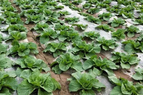 如何根据白菜的生长期进行追肥，莲座期、包心期应主施氮肥