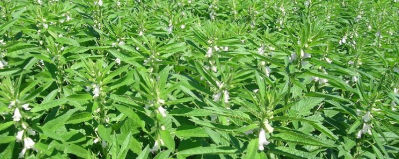 芝麻高产栽培技术