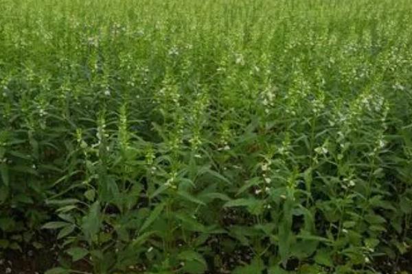 芝麻高产栽培技术,实行3-4年的轮作