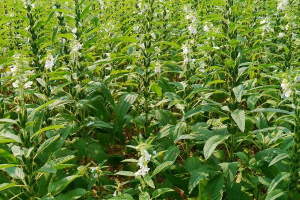 芝麻高产栽培技术,实行3-4年的轮作