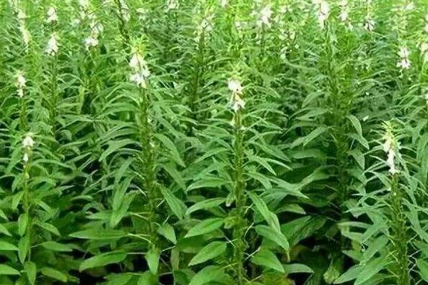 芝麻高产栽培技术,实行3-4年的轮作
