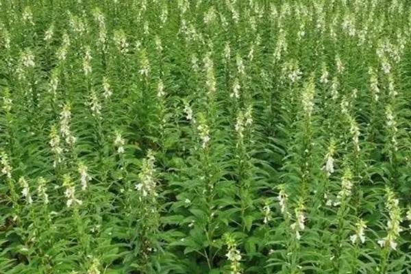 芝麻高产栽培技术,实行3-4年的轮作