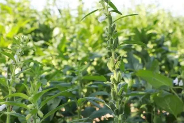 芝麻高产栽培技术,实行3-4年的轮作
