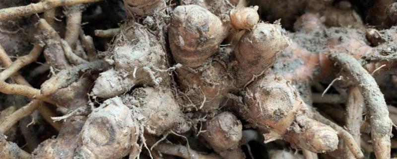 风姜的高产要点