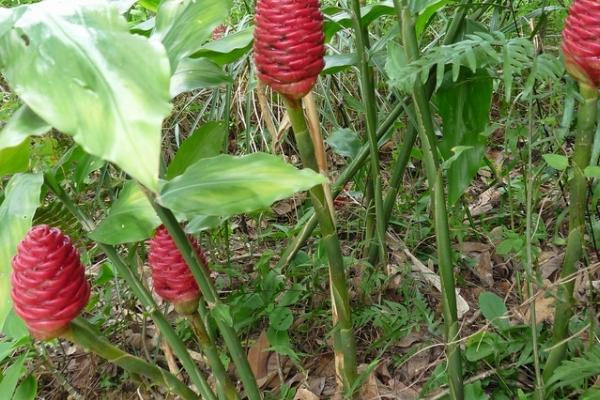 风姜的高产要点,在生长前期多施加磷肥和钾肥