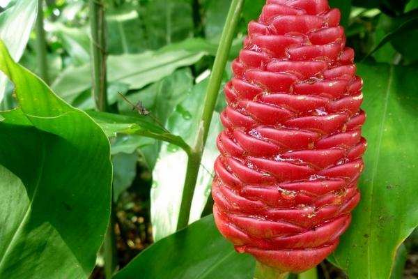 风姜的高产要点,在生长前期多施加磷肥和钾肥