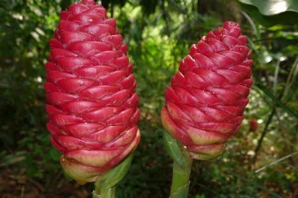 风姜的高产要点,在生长前期多施加磷肥和钾肥