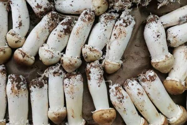 姬松茸能放冰箱吗,保鲜袋密封后放入冰箱