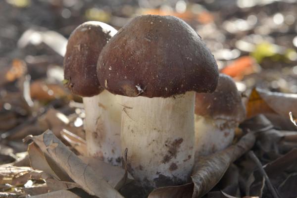 姬松茸能放冰箱吗,保鲜袋密封后放入冰箱