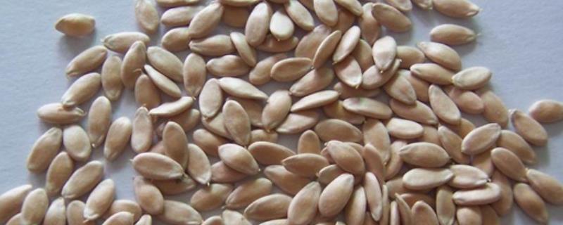 黄瓜种子的有效使用期