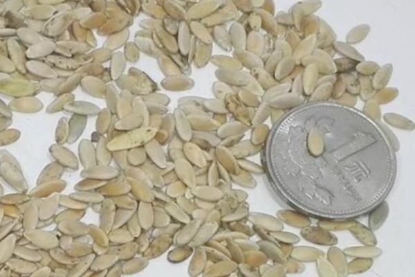 黄瓜种子的有效使用期,不得超过3年