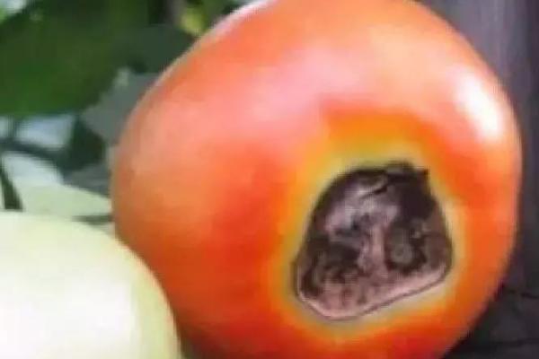 番茄出现空洞果的原因,可能是缺少肥水或授粉不良等因素所导致