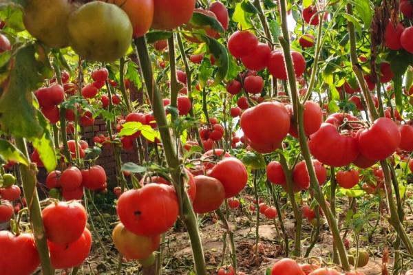 番茄出现空洞果的原因,可能是缺少肥水或授粉不良等因素所导致