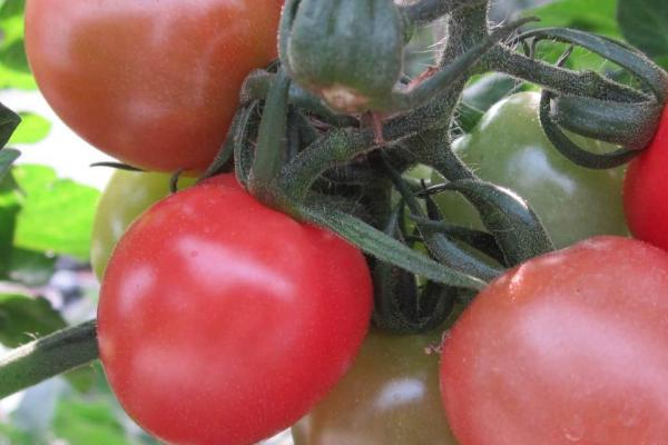 番茄出现空洞果的原因,可能是缺少肥水或授粉不良等因素所导致