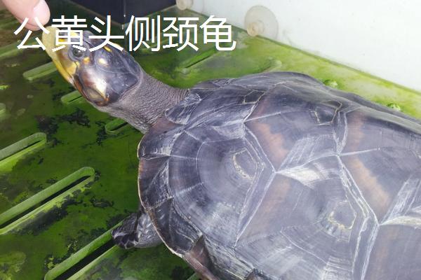 黄头侧颈龟怎么分公母,可观察其腹部、尾巴和泄殖孔