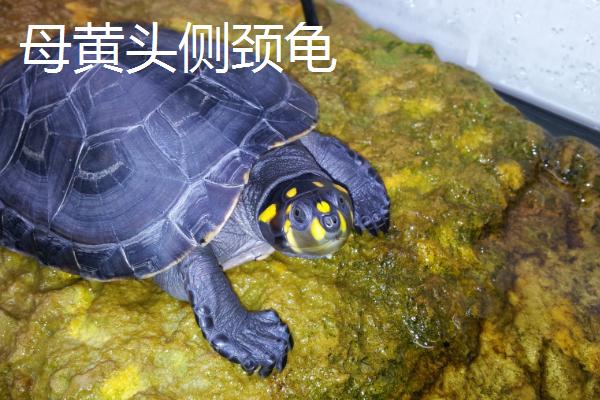 黄头侧颈龟怎么分公母,可观察其腹部、尾巴和泄殖孔