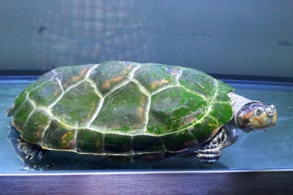 黄头侧颈龟怎么分公母,可观察其腹部、尾巴和泄殖孔