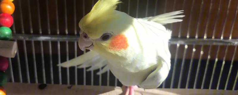 玄凤雏鸟积食怎么办