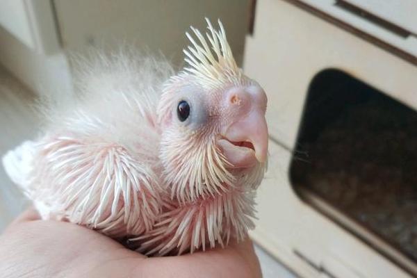 玄凤雏鸟积食怎么办,应该及时停止喂食