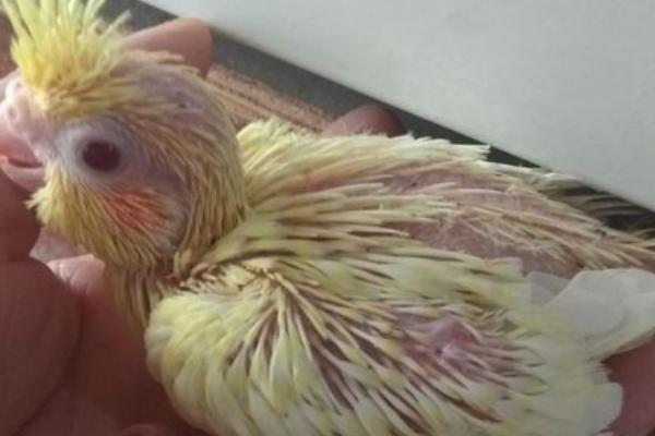 玄凤雏鸟积食怎么办,应该及时停止喂食