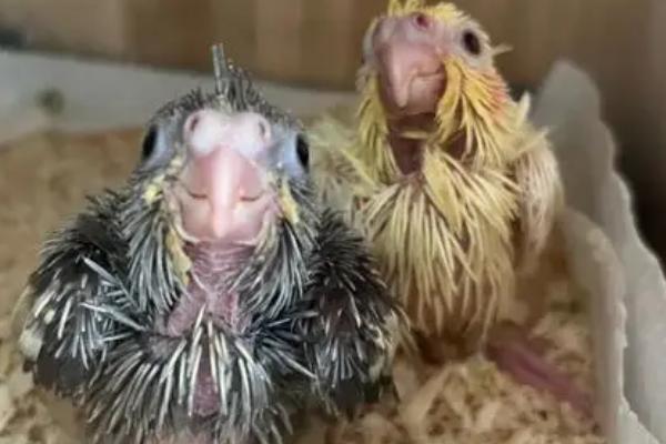 玄凤雏鸟积食怎么办,应该及时停止喂食