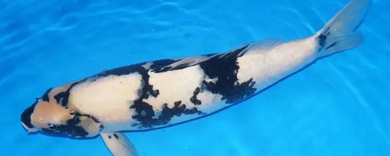 锦鲤怎么鉴别好坏