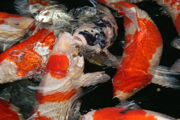 锦鲤怎么鉴别好坏,首先要看它的体型