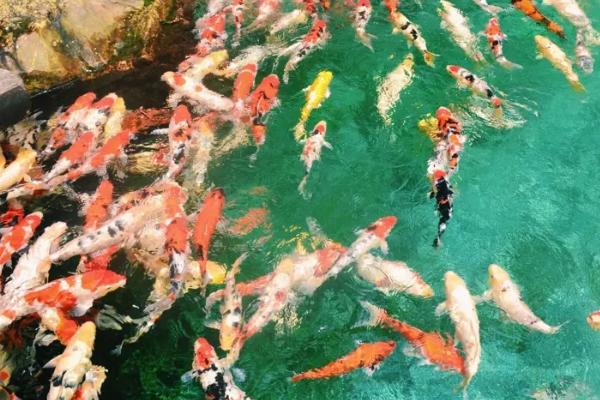 锦鲤怎么鉴别好坏,首先要看它的体型