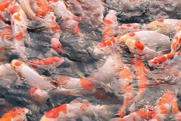 锦鲤怎么鉴别好坏,首先要看它的体型