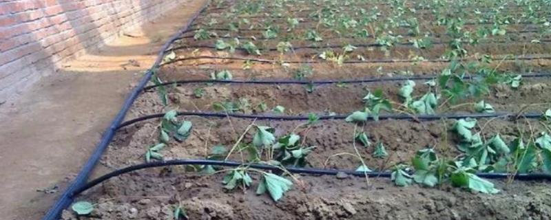 大棚蔬菜冬季浇水要注意什么