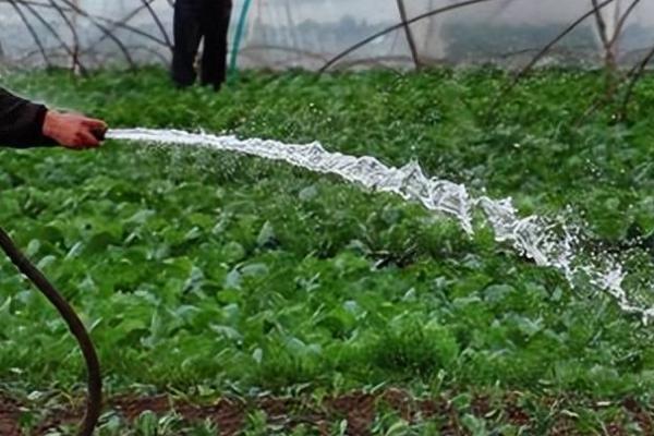 大棚蔬菜冬季浇水要注意什么,棚内温度过低时要减少浇水次数