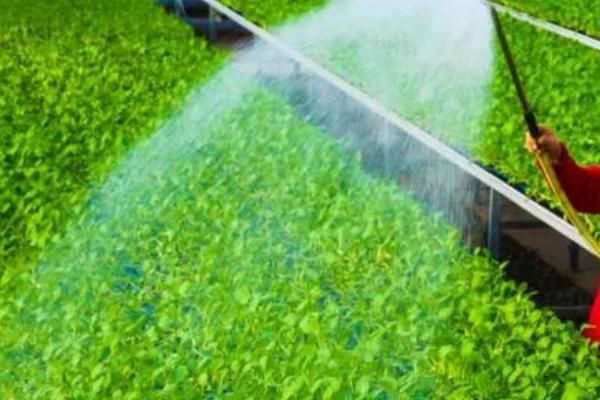 大棚蔬菜冬季浇水要注意什么,棚内温度过低时要减少浇水次数