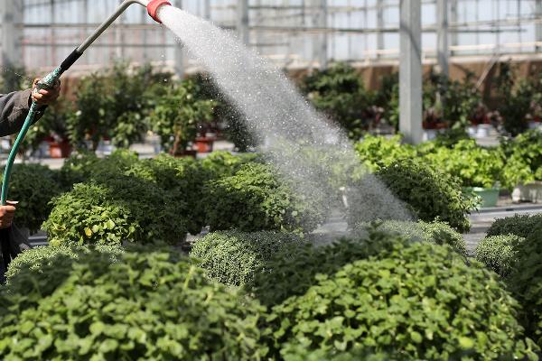 大棚蔬菜冬季浇水要注意什么,棚内温度过低时要减少浇水次数