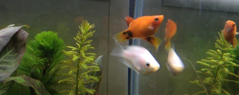 米奇鱼吃水草吗