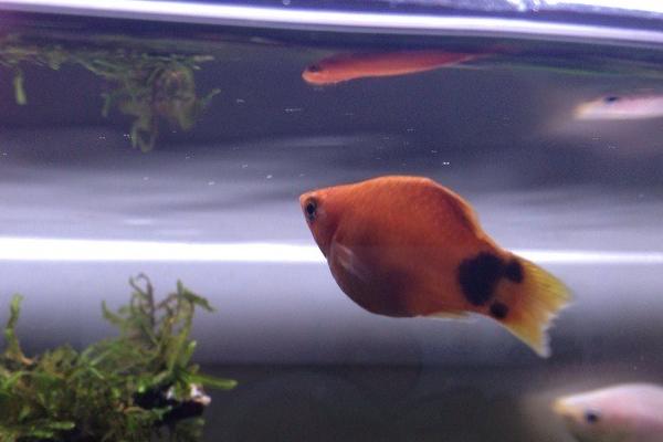 米奇鱼吃水草吗,吃水草但食用量不多